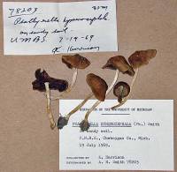 Psathyrella hymenocephala image