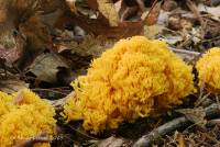 Image of Ramaria flavoides