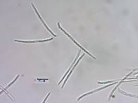 Spathularia velutipes image