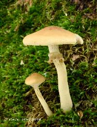 Image of Agrocybe acericola