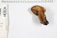 Boletus abieticola image