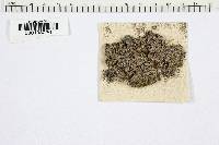 Byssoporia terrestris image