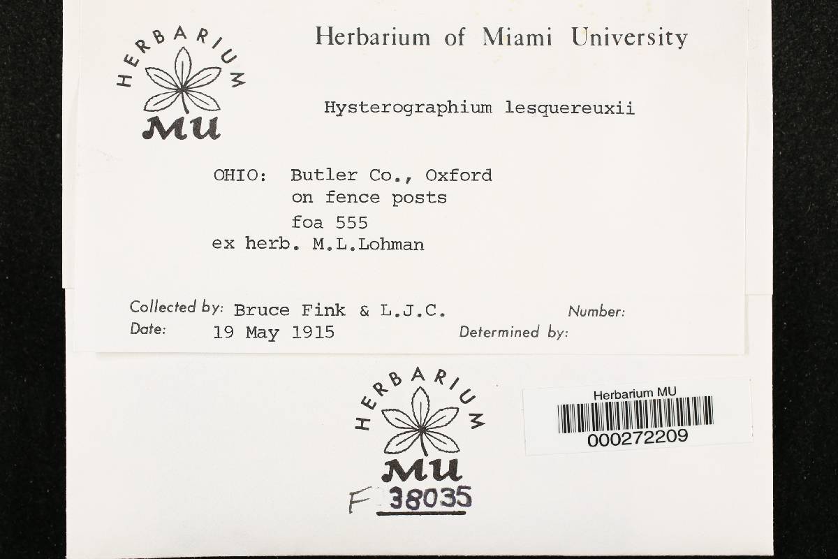 Hysterographium lesquereuxii image