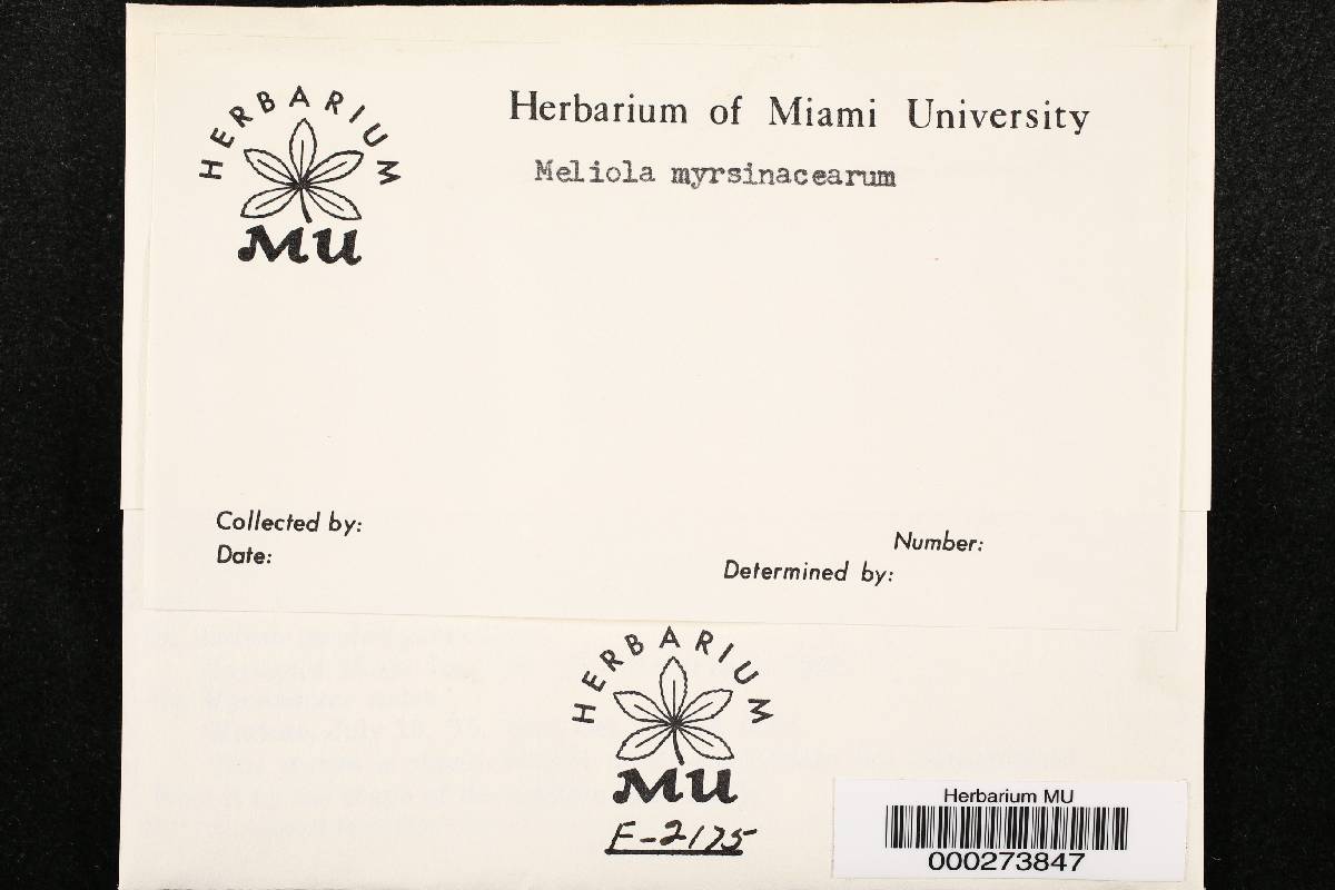 Meliola myrsinacearum image