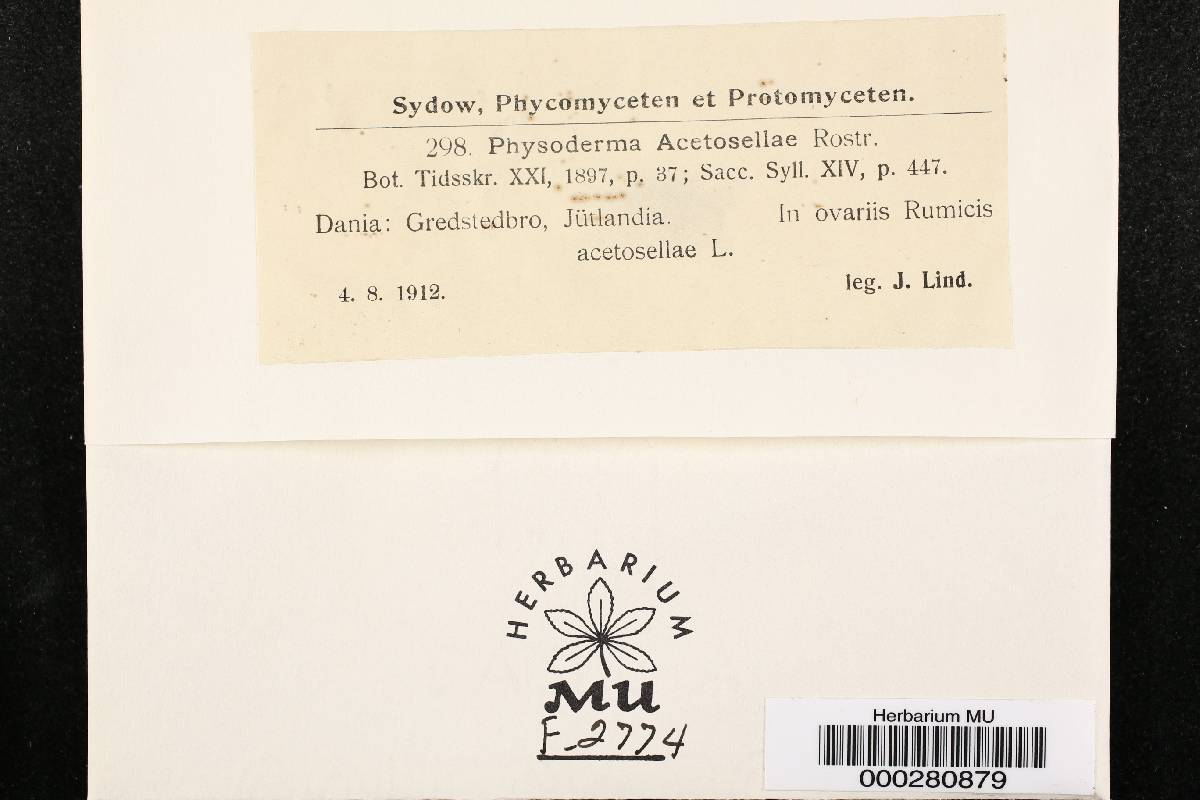 Physoderma acetosellae image