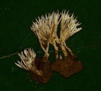 Tremellodendron tenax image