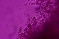 Thelephora penicillata image