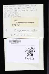 Scleroderma septentrionale image