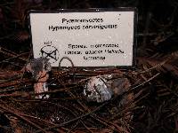 Hypomyces cervinigenus image