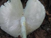 Amanita elliptosperma image