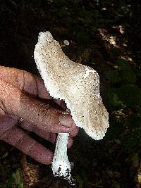 Oudemansiella platensis image