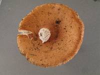 Amanita pseudocrocea image