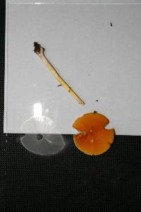 Amanita flavoconia var. flavoconia image