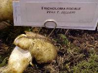 Tricholoma focale image