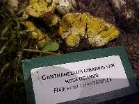 Cantharellus roseocanus image