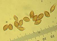 Phaeocollybia fallax image