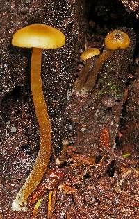 Callistosporium luteo-olivaceum image