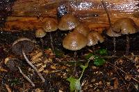 Hypholoma dispersum image