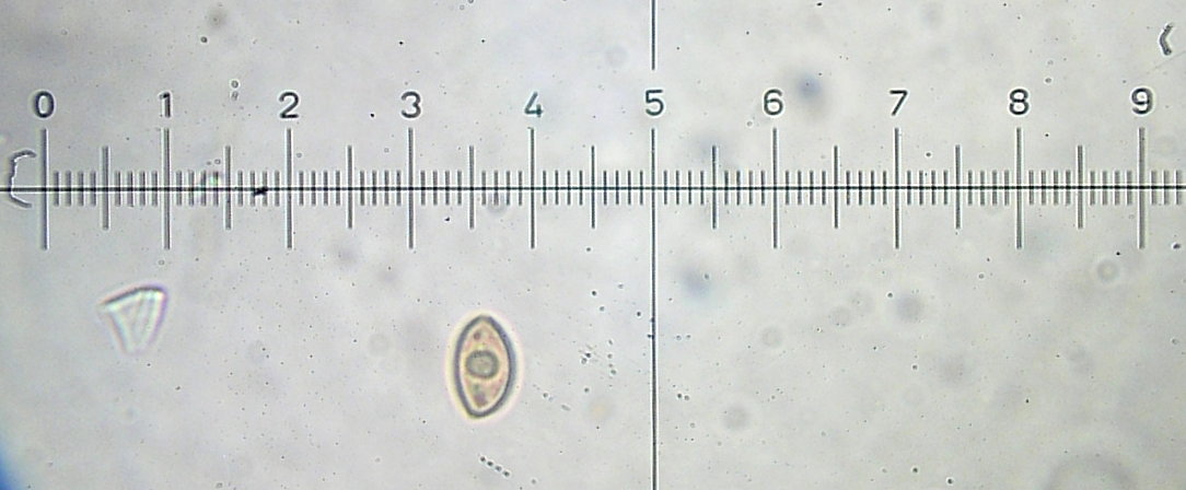 Bolbitius viscosus image