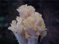 Ramaria cystidiophora var. citronella image