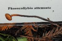 Phaeocollybia attenuata image