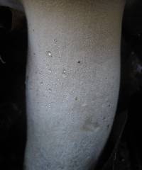 Hygrophorus eburneus image