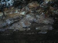 Amylostereum chailletii image