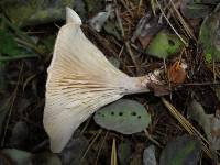 Clitocybe subclavipes image