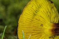 Phylloporus arenicola image