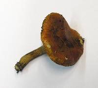 Tricholoma aurantium image