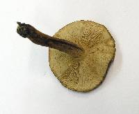 Tricholoma aurantium image