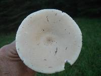 Melanoleuca alboflavida image