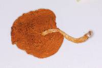 Gymnopilus cyanopalmicola image