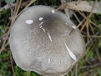 Tricholoma saponaceum var. squamosum image