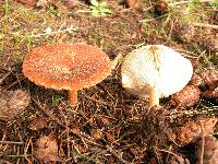Clitocybe sinopica image