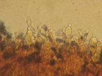 Gloeocystidiellum leucoxanthum image