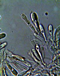 Tricholomopsis formosa image