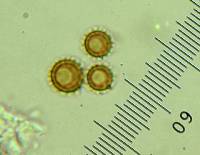 Calvatia lycoperdoides image
