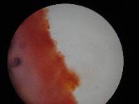 Gymnopus earleae image