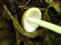 Amanita pseudocrocea image