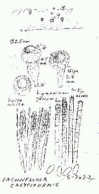 Lachnellula calyciformis image