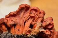 Cantharellus coccolobae image