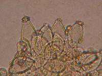 Inocybe appendiculata image