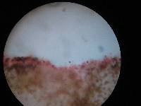 Hypholoma ericaeum image