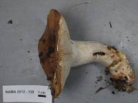Russula pectinata image
