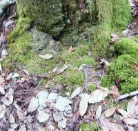 Lyophyllum decastes image