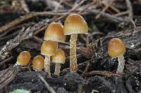 Psilocybe pelliculosa image