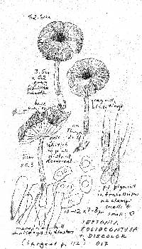 Leptonia foliocontusa image