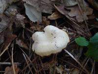 Leucocybe candicans image