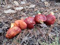 Hygrocybe punicea image